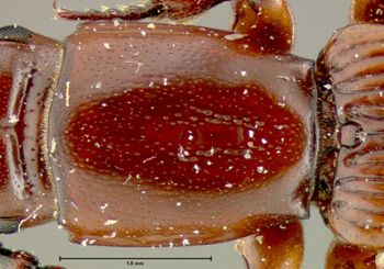 Media type: image;   Entomology 33347 Aspect: pronotum dorsal